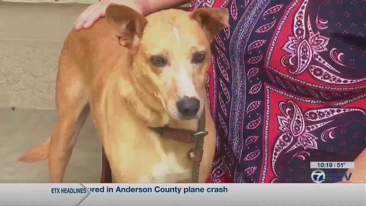 Texas family adopts dog that had been in animal shelter for 7 years
