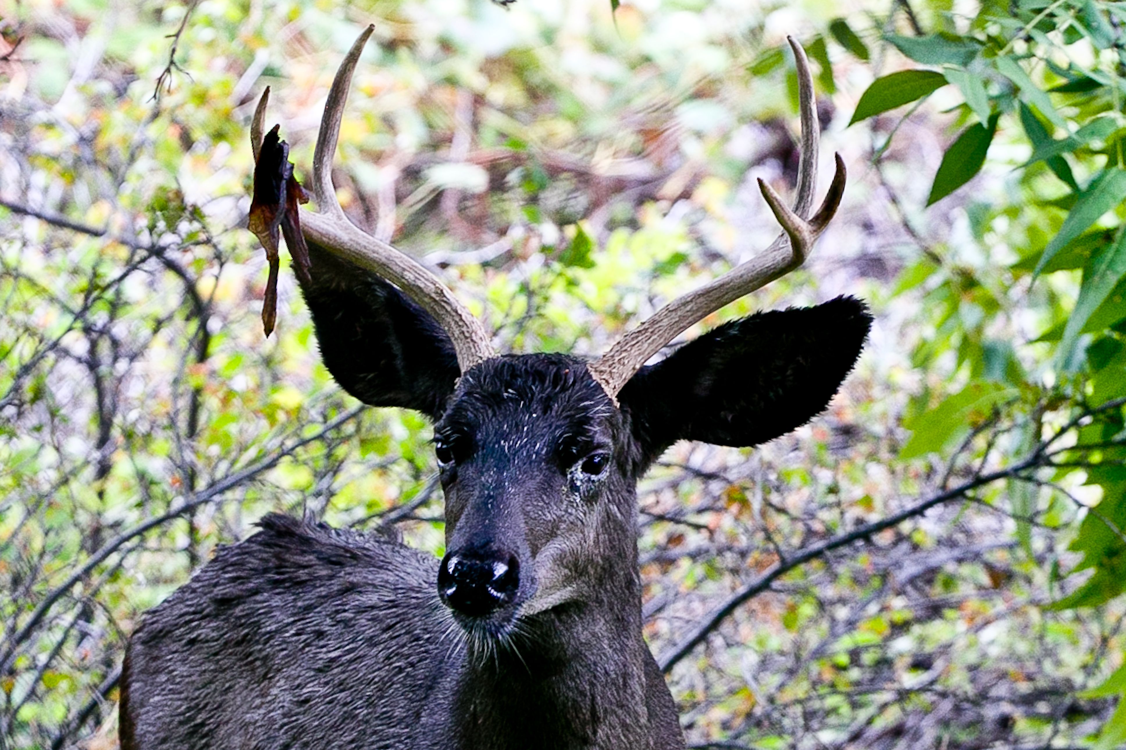 black mule deer