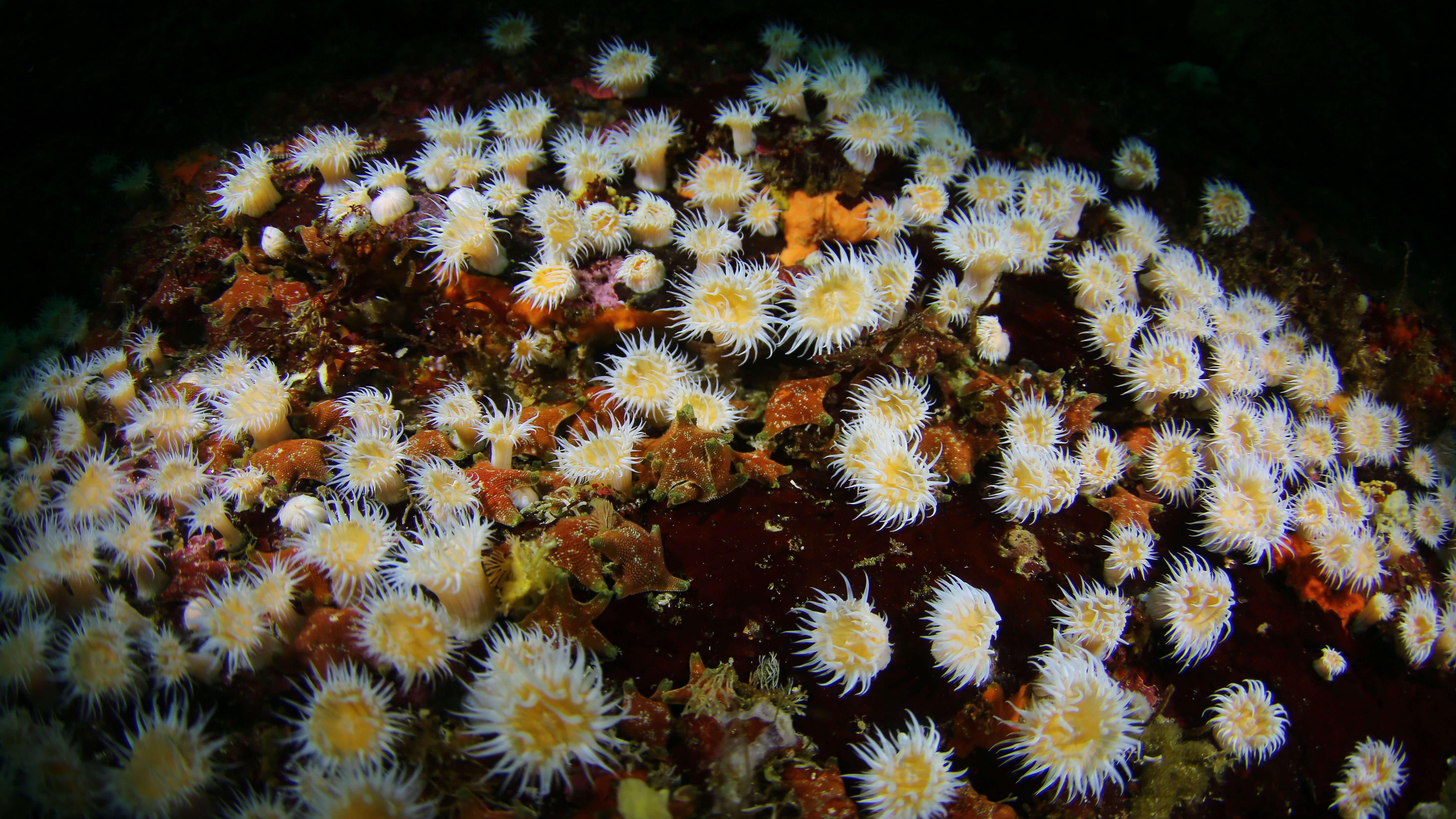 actinia-blanca.jpg