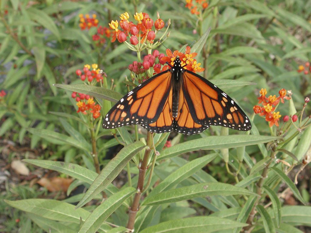 This Milkweed Species May Be Bad News For Monarch Butterflies