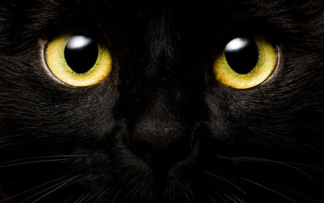 gato negro