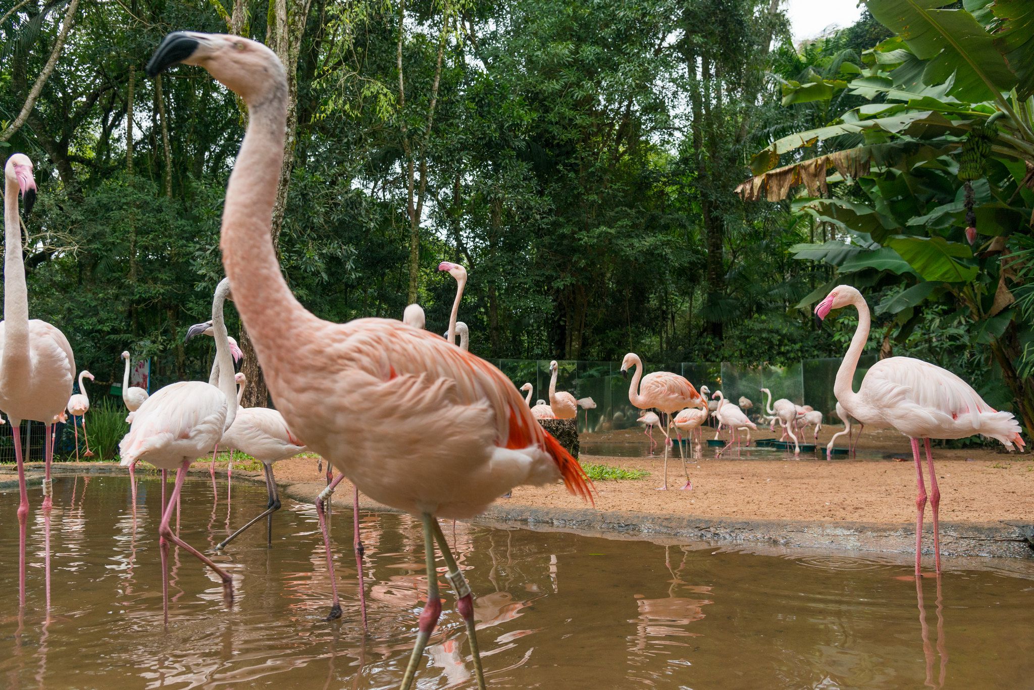 Foz-Parque-de-las-Aves.jpg