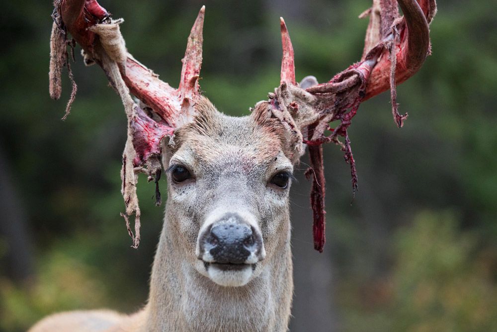 Bucks Velvet / Bruises, cuts, or tears to the velvet can all have an impact on the formation of How To Preserve Deer Antlers In Velvet