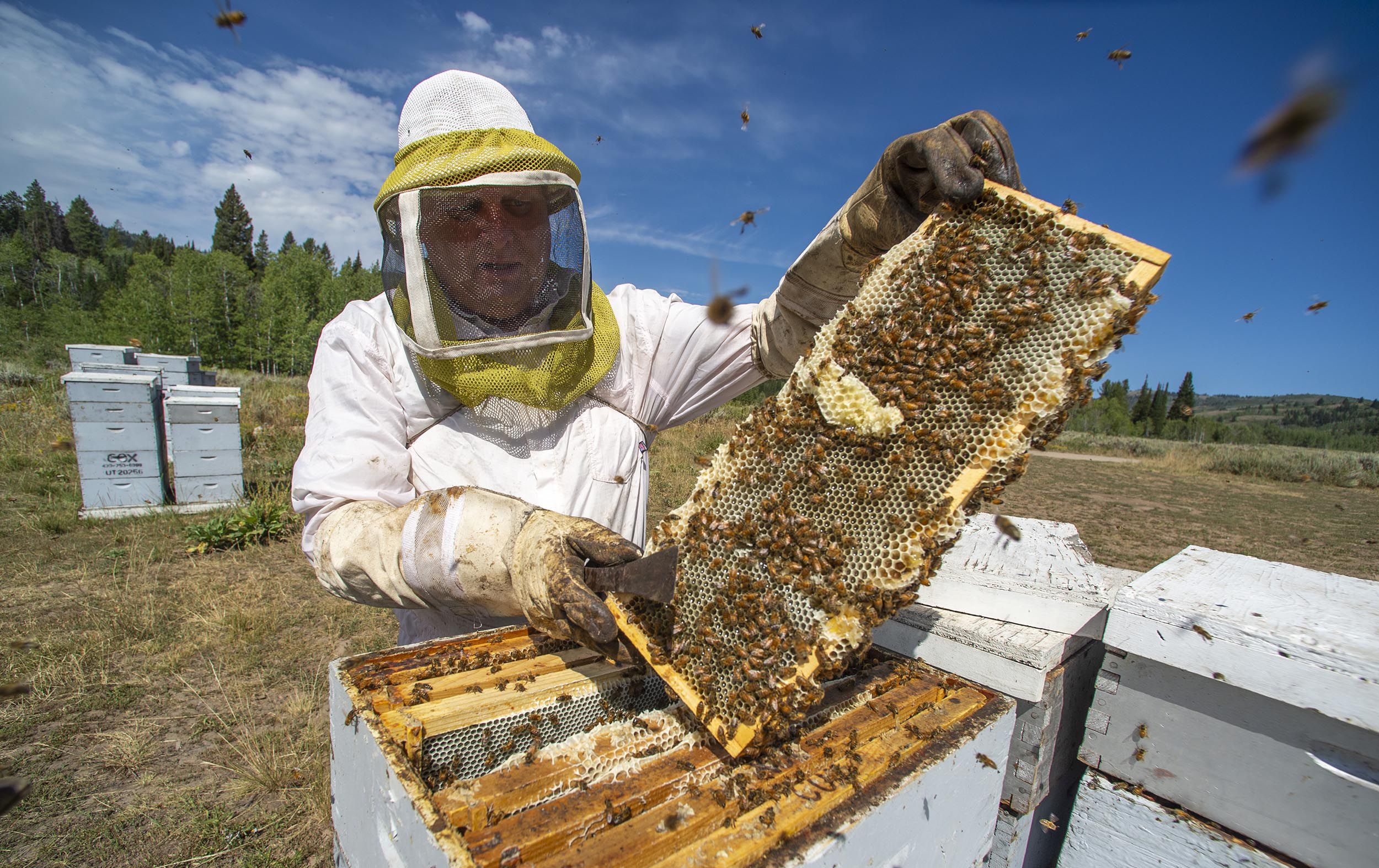 Salt Lake Bees Case Study - Shoflo