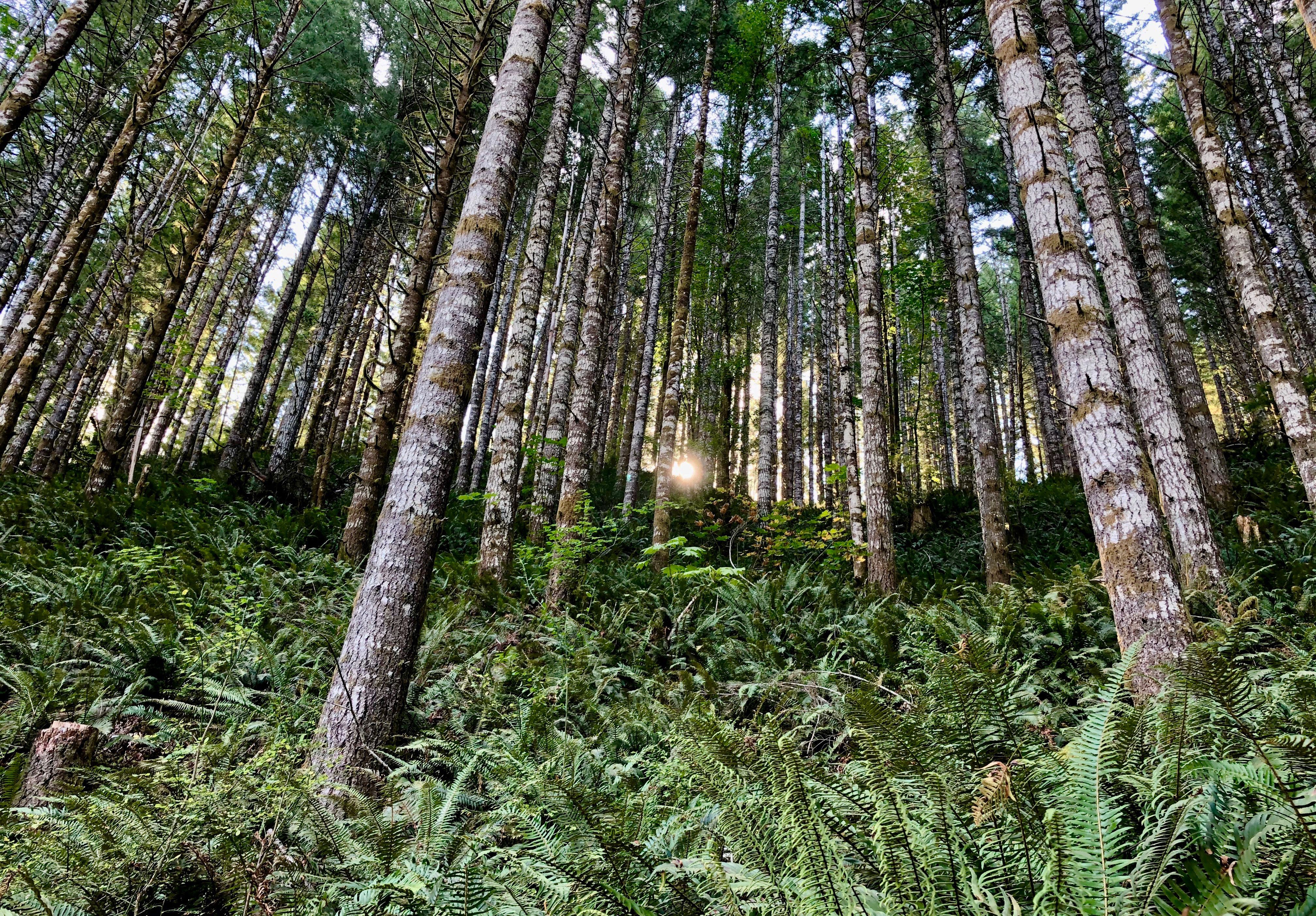 Hiking through the Tillamook Burn: An Oregon forest recovers, decades after  devastating fires 