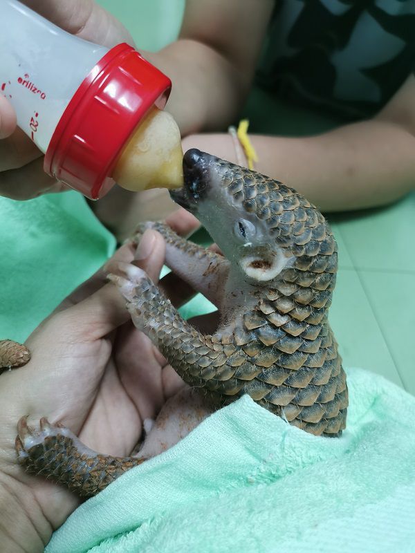 Baby Pangolin Nursed Back To Health In Thailand By ZSL Nurses