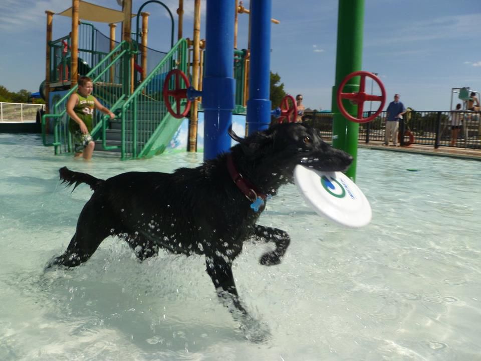 Max Scherzer's canine twin, who lives in a Virginia shelter, needs