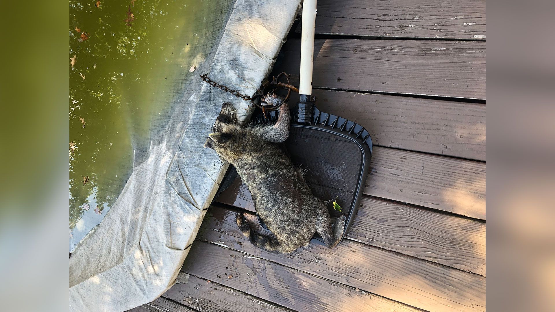 Concord woman says this trap used to snare raccoon is 'inhumane