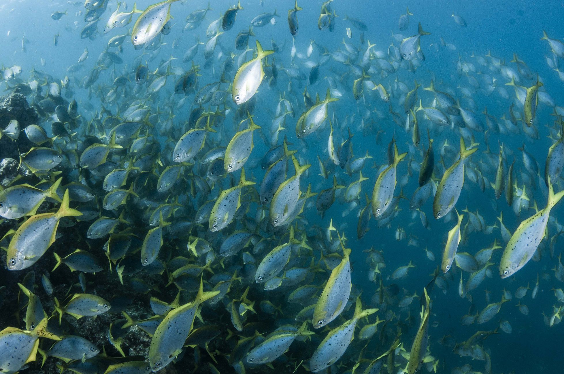 Juan Fernandez / Eduardo Sorensen / Oceana