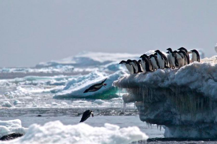 pinguinos_foto