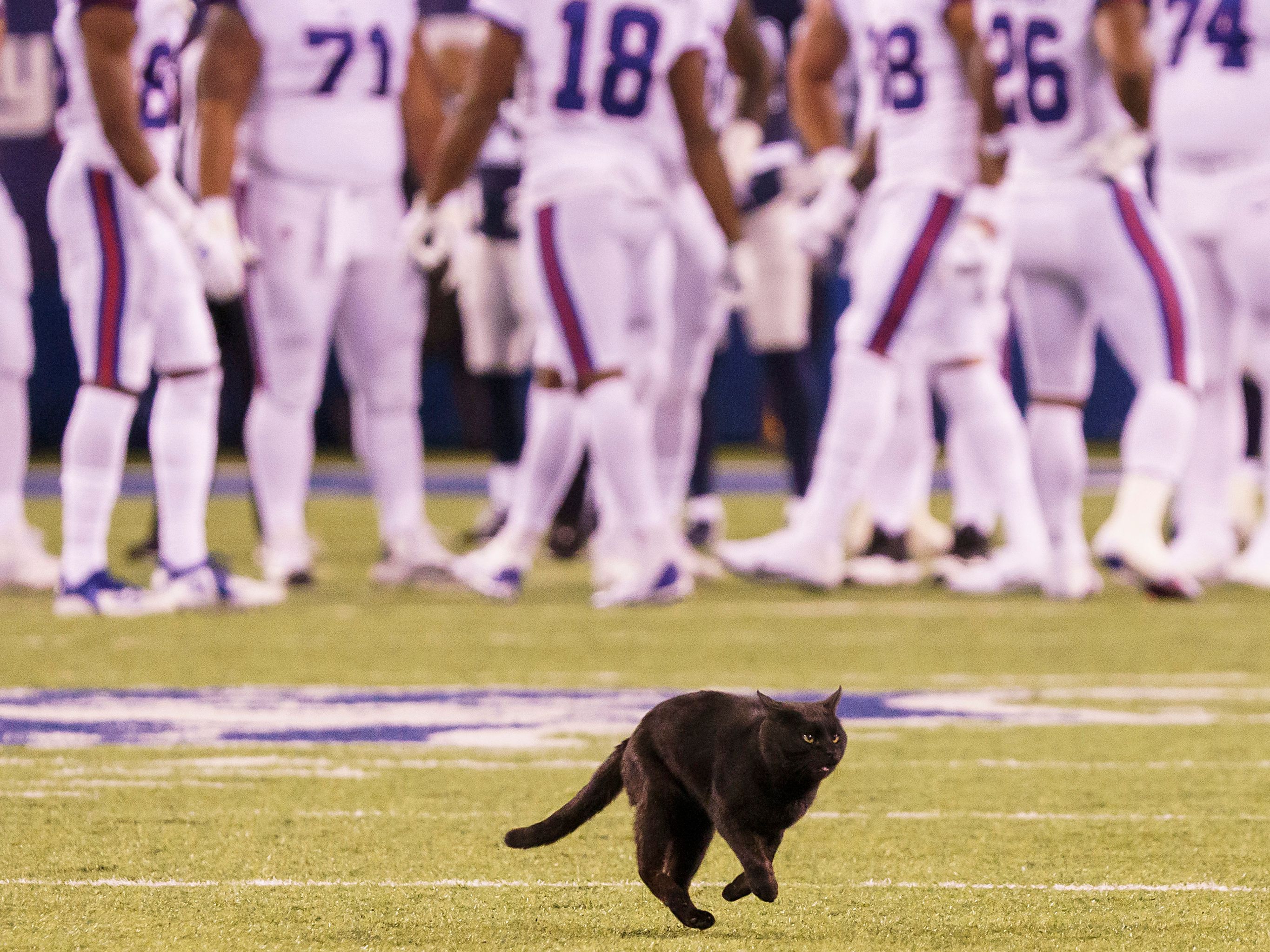 Black cat halts Giants-Cowboys Monday Night Football game, leaving viewers  transfixed