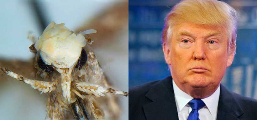 trump-polilla