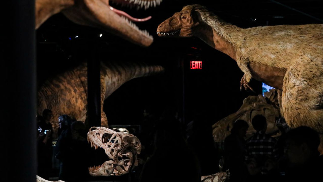 Baby T rex goes on sale on , sparking paleontologists' outcry, Dinosaurs