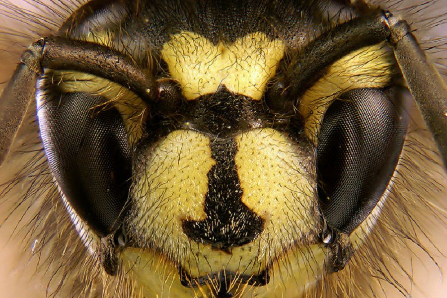 800px-Vespula_vulgaris_portrait