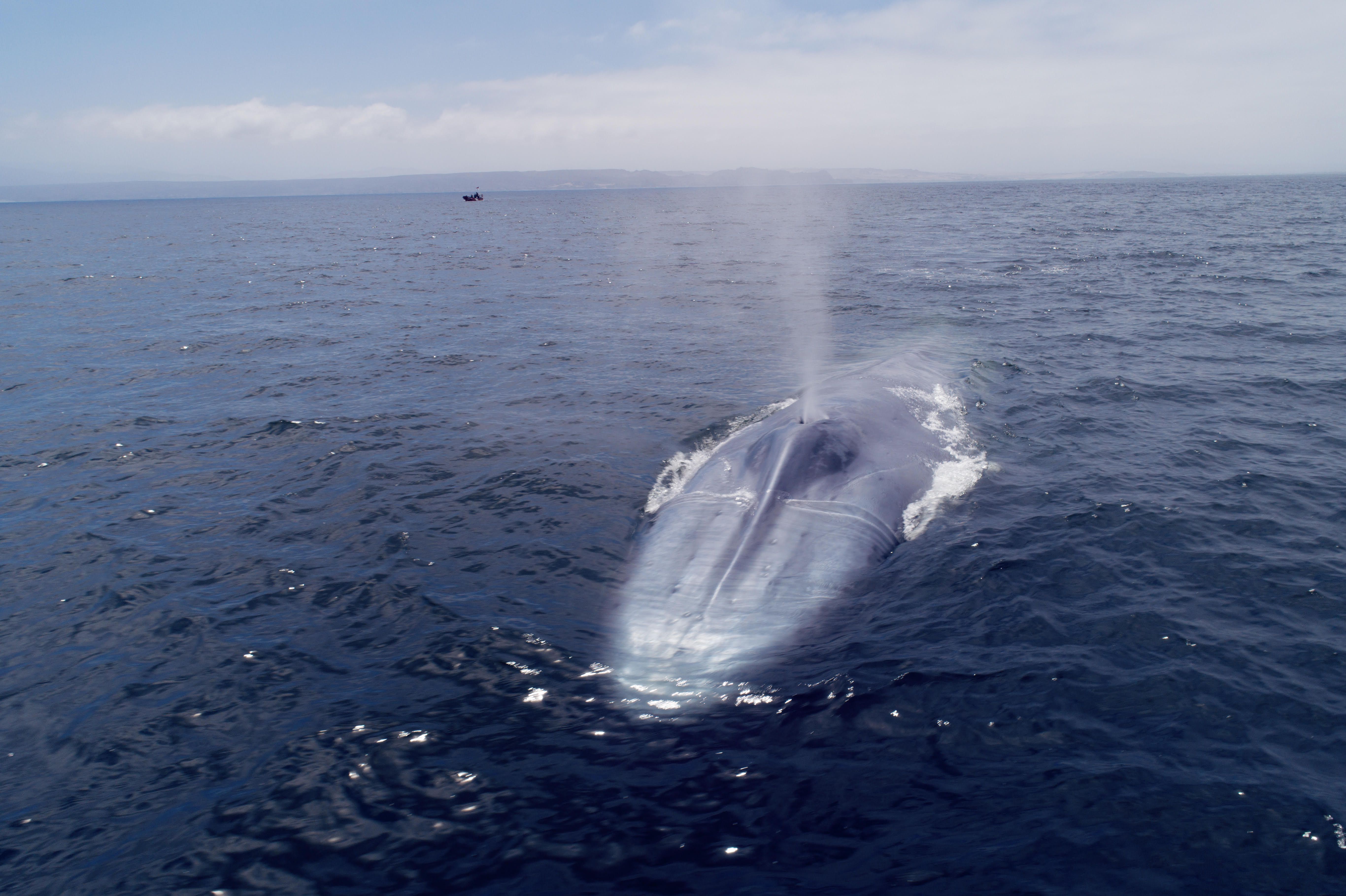 Ballena-azul.jpg