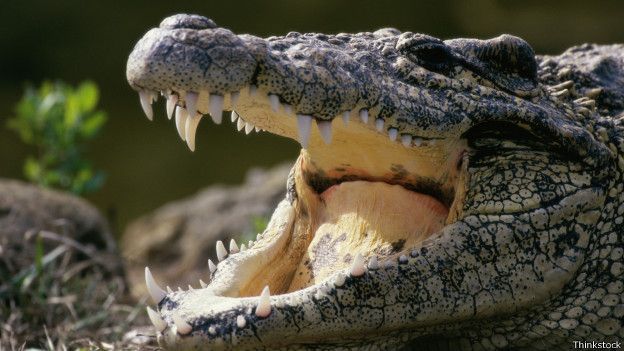 150417101111_crocodile_624x351_thinkstock.jpg