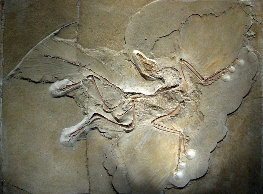 Archaeopteryx