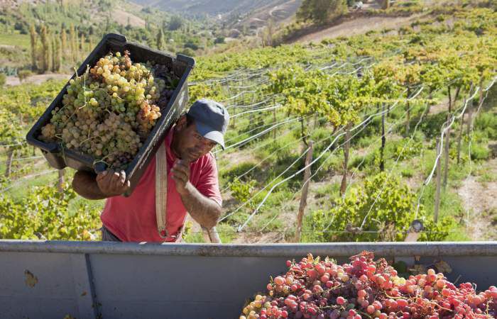 Pisco-harvest-Elqui-700x450.jpg