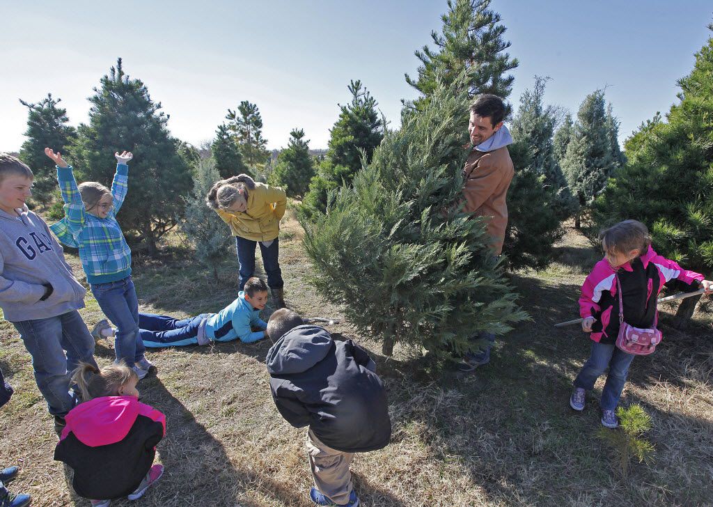 Cut Your Own Christmas Tree Near Me Lasopapilot