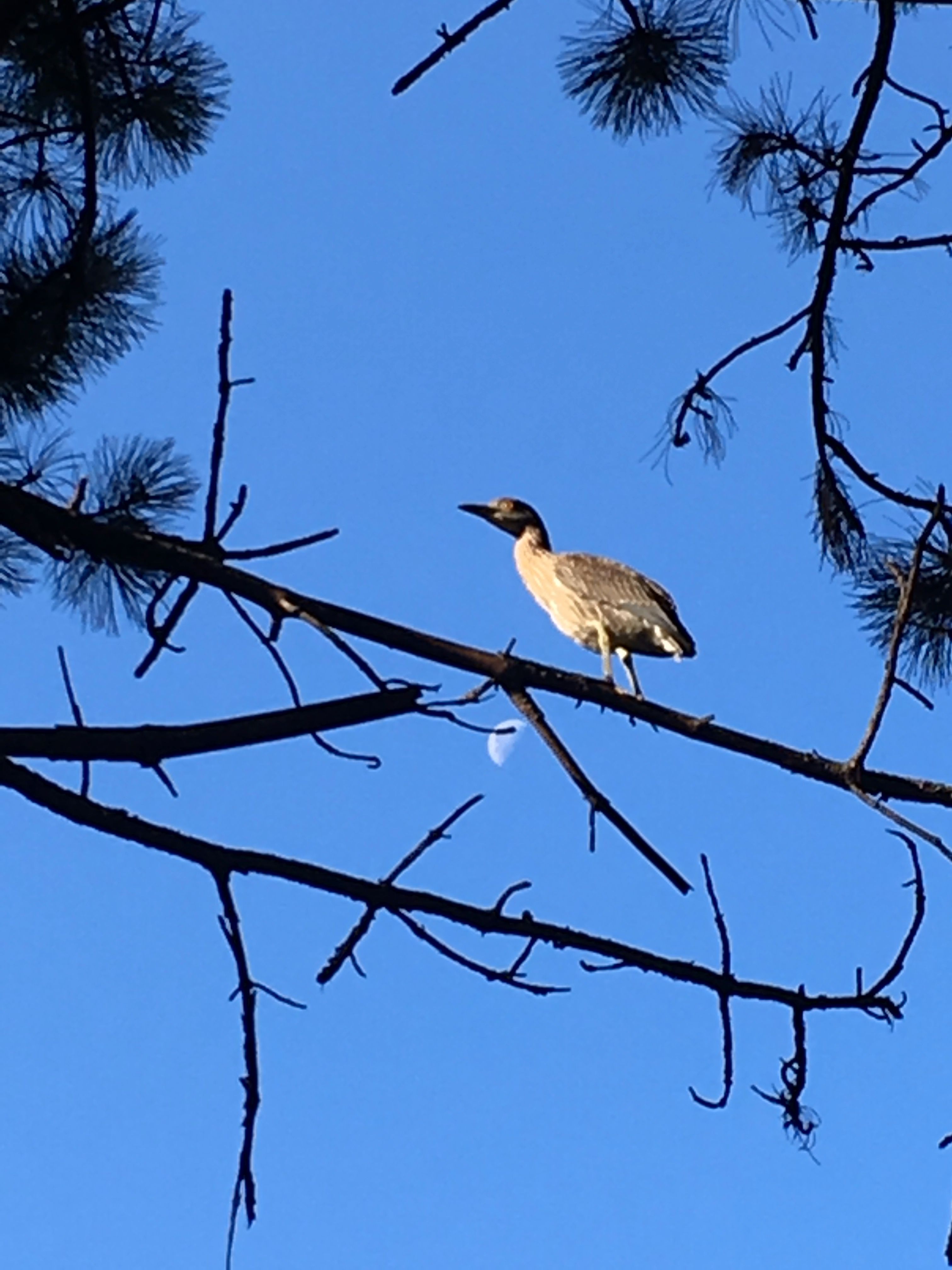 birds in jersey city