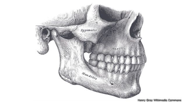 150317121702_humanos_mandibula_624x351_henrygraywikimediacommons.jpg