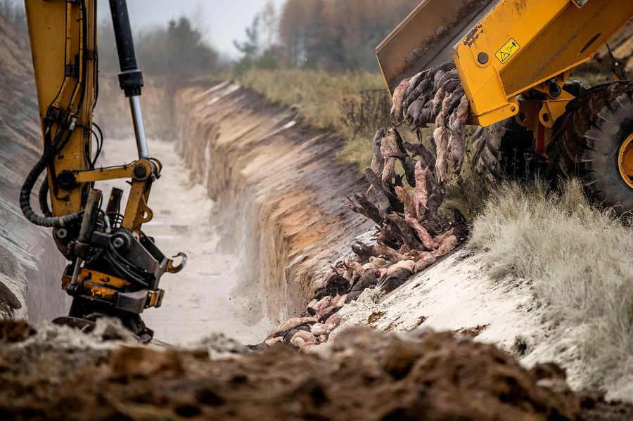 Disposing of dead mink in a military area near Holstebro in Denmark