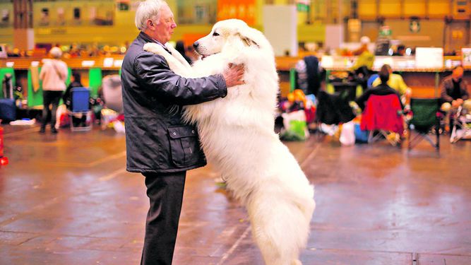 cuando se domesticaron los perros