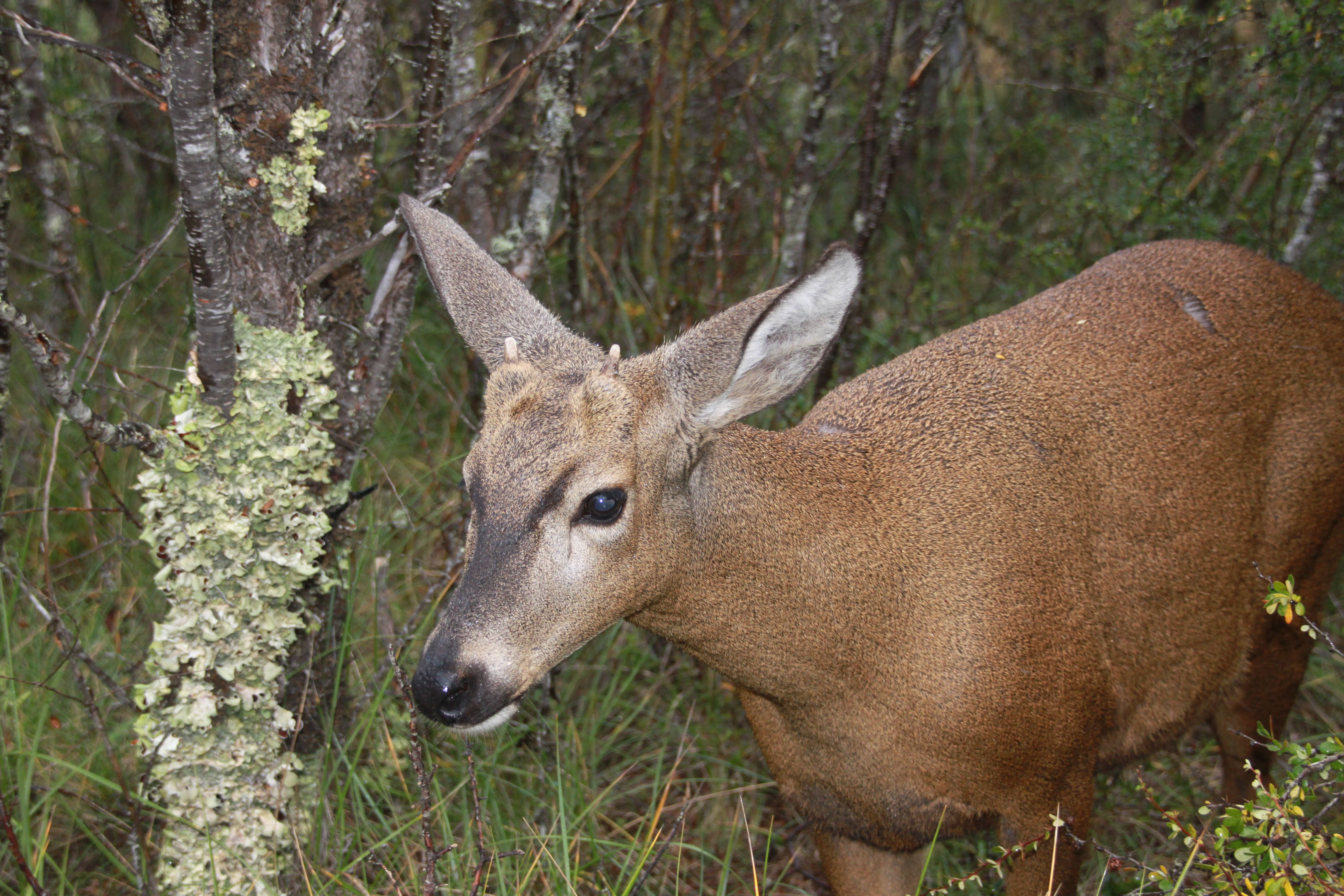 huemul-huilo-huilo.jpg