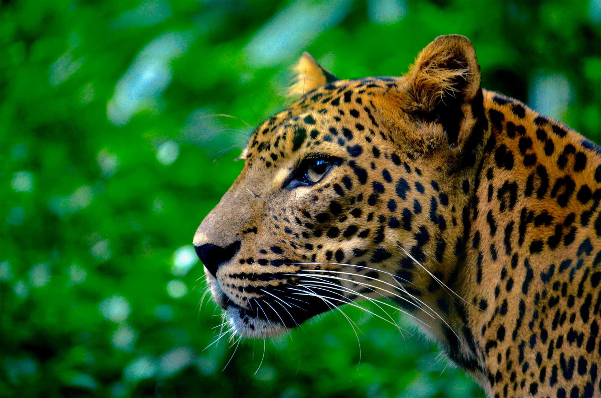 Rare Photos Capture Jaguar Hunting Anacondas In Brazil