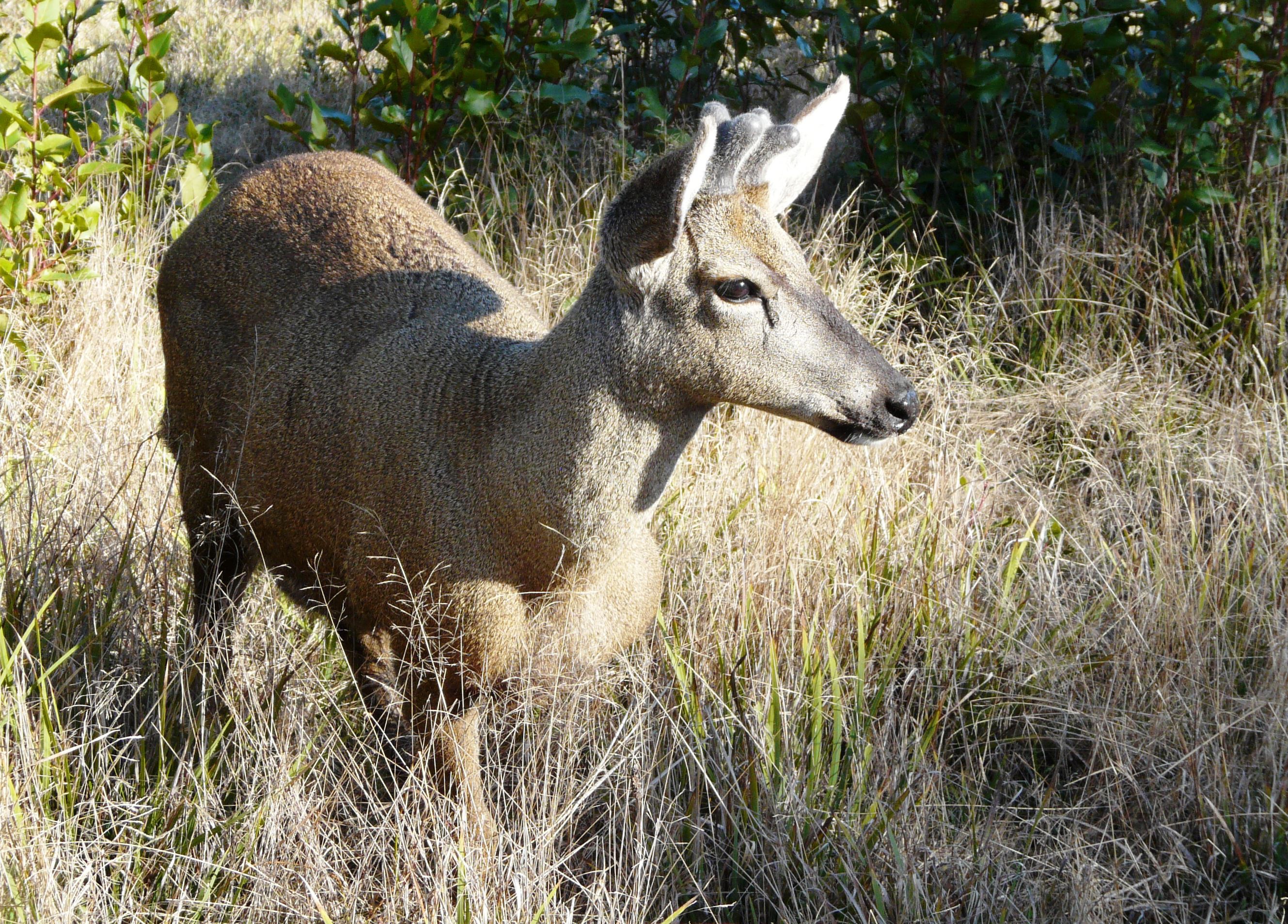 Huemul-3-cmpc.jpg