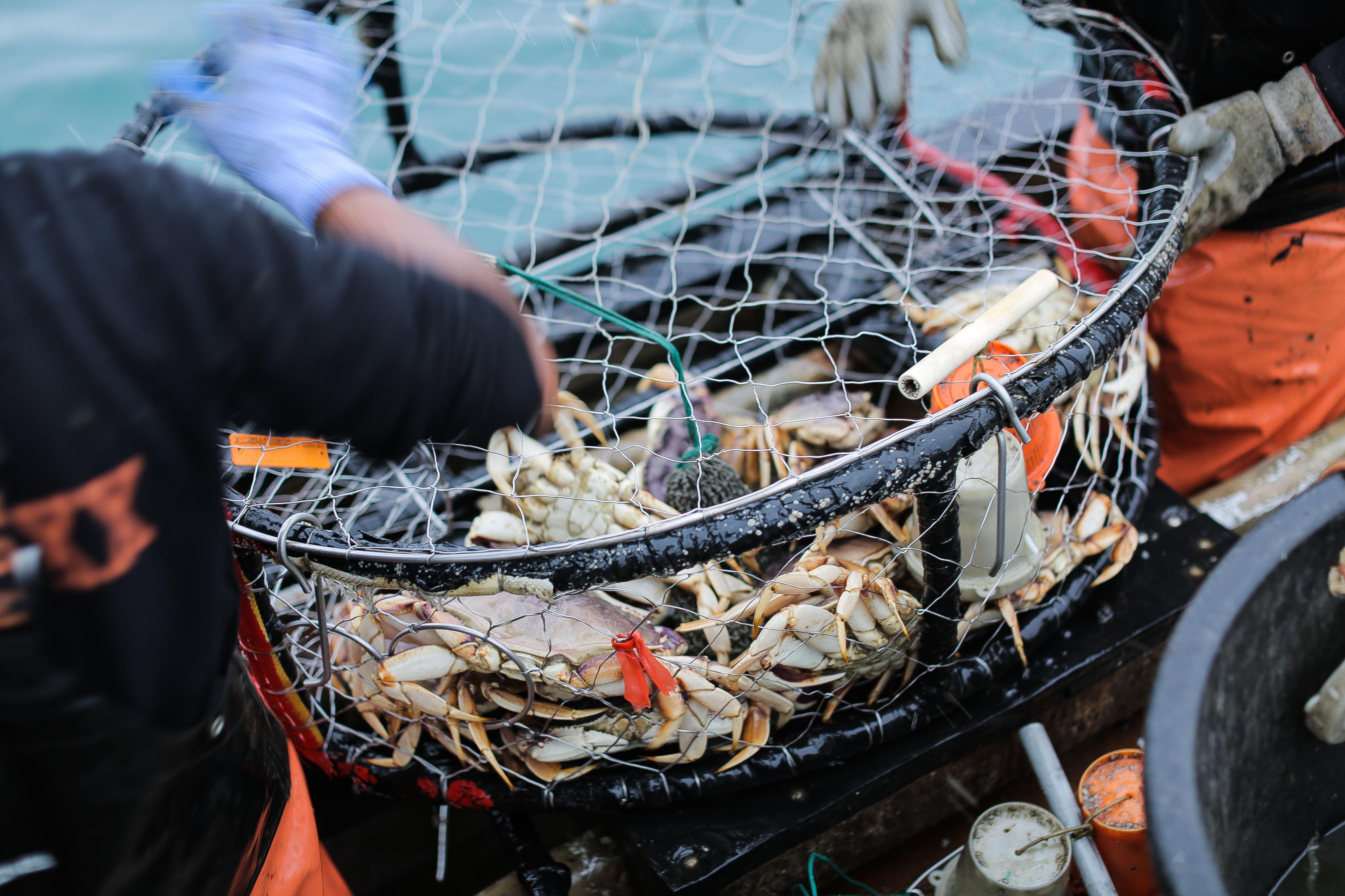 Marine toxin closes most of Washington coast to Dungeness crab