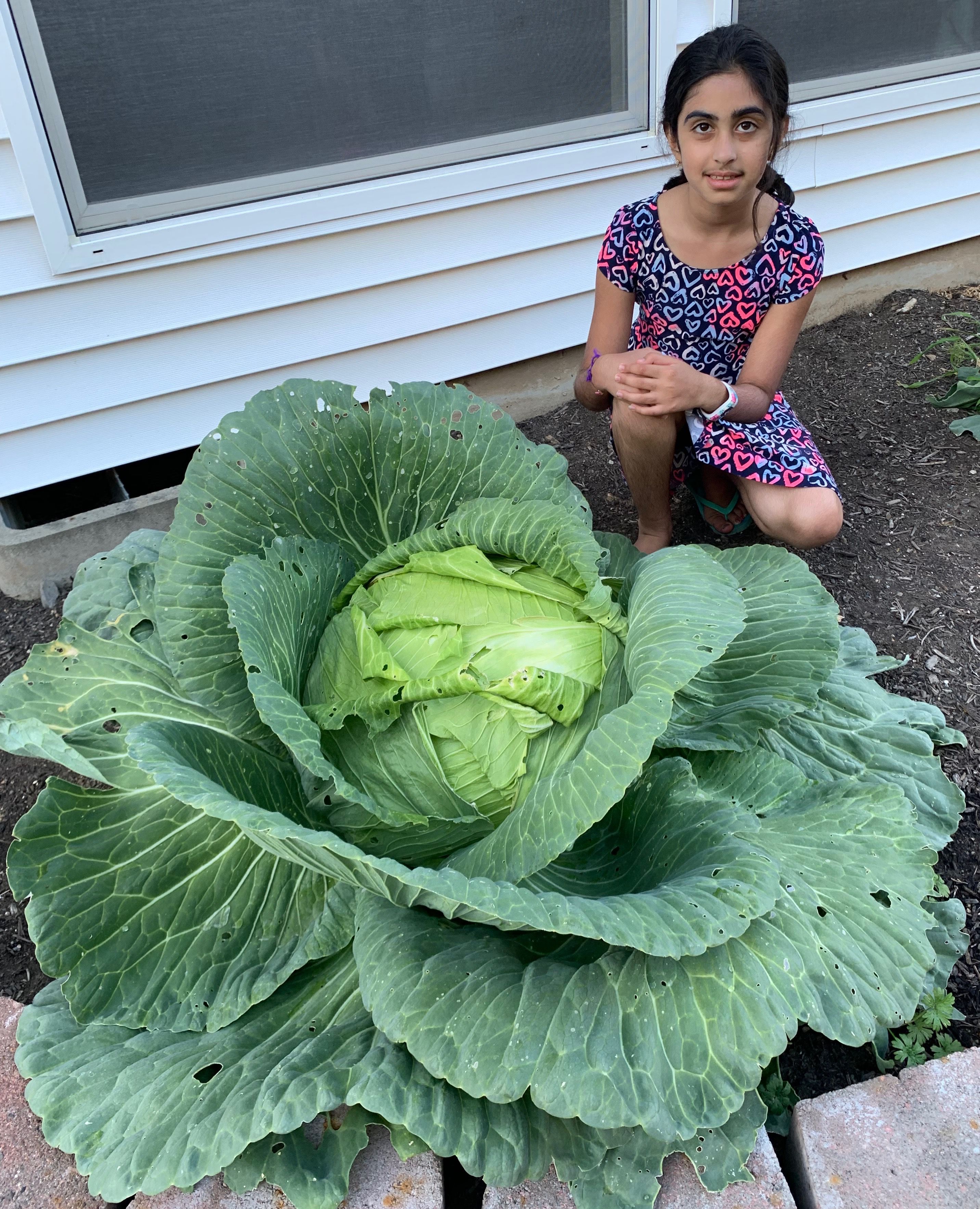 Hillsboro student wins $1,000 for growing monster cabbage, learning about  nutrition, nurturing and worms - oregonlive.com