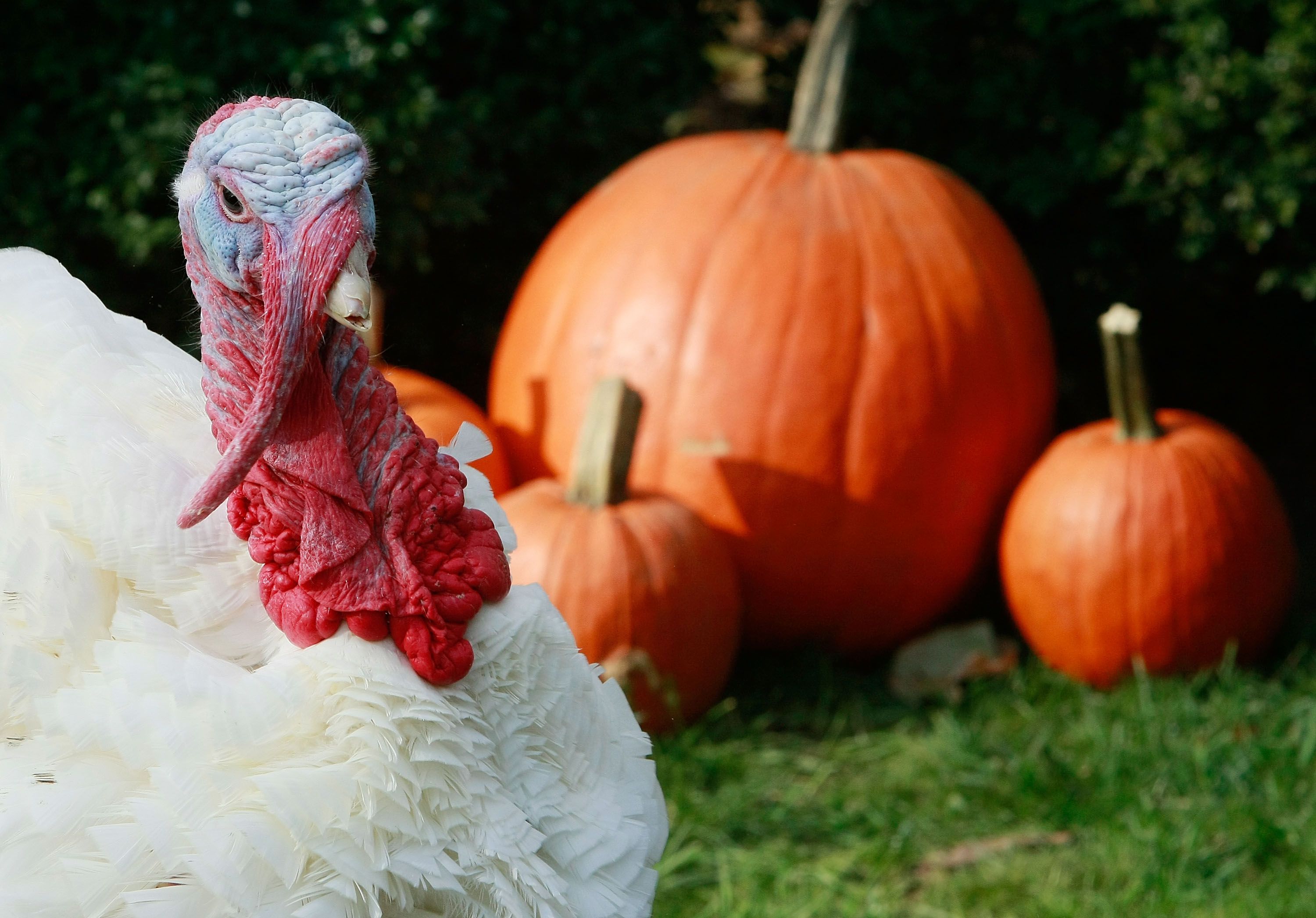 For die-hard Dallas Cowboys fans, Thanksgiving means turkey and tailgating