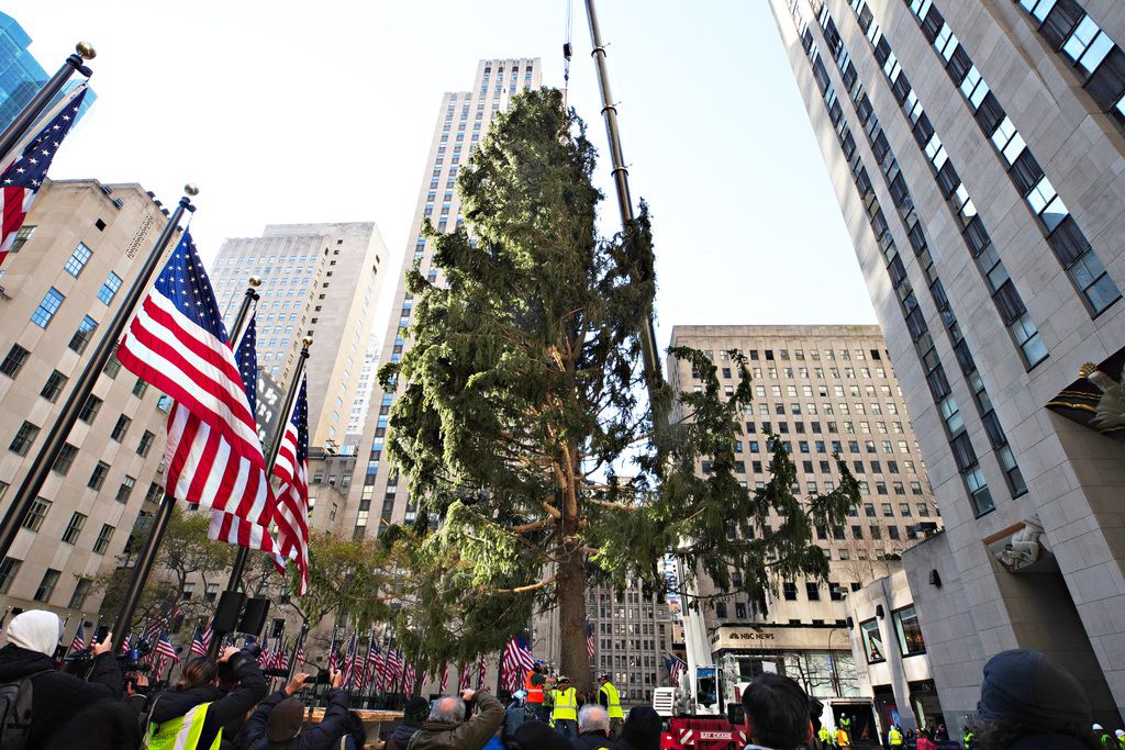 8 Questions About the Rockefeller Christmas Tree, Answered