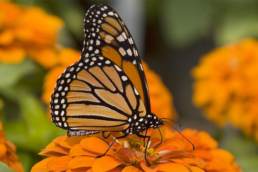 mariposa