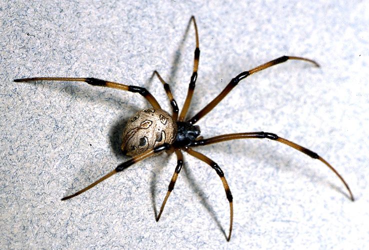 Spiders In Georgia Chart