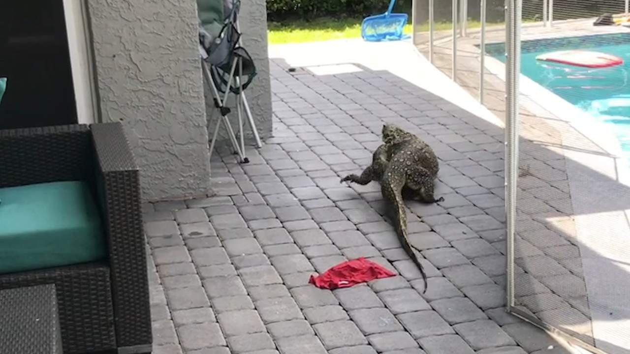 Trap used to lure out Nile monitor lizard from a swimming pool for  relocation