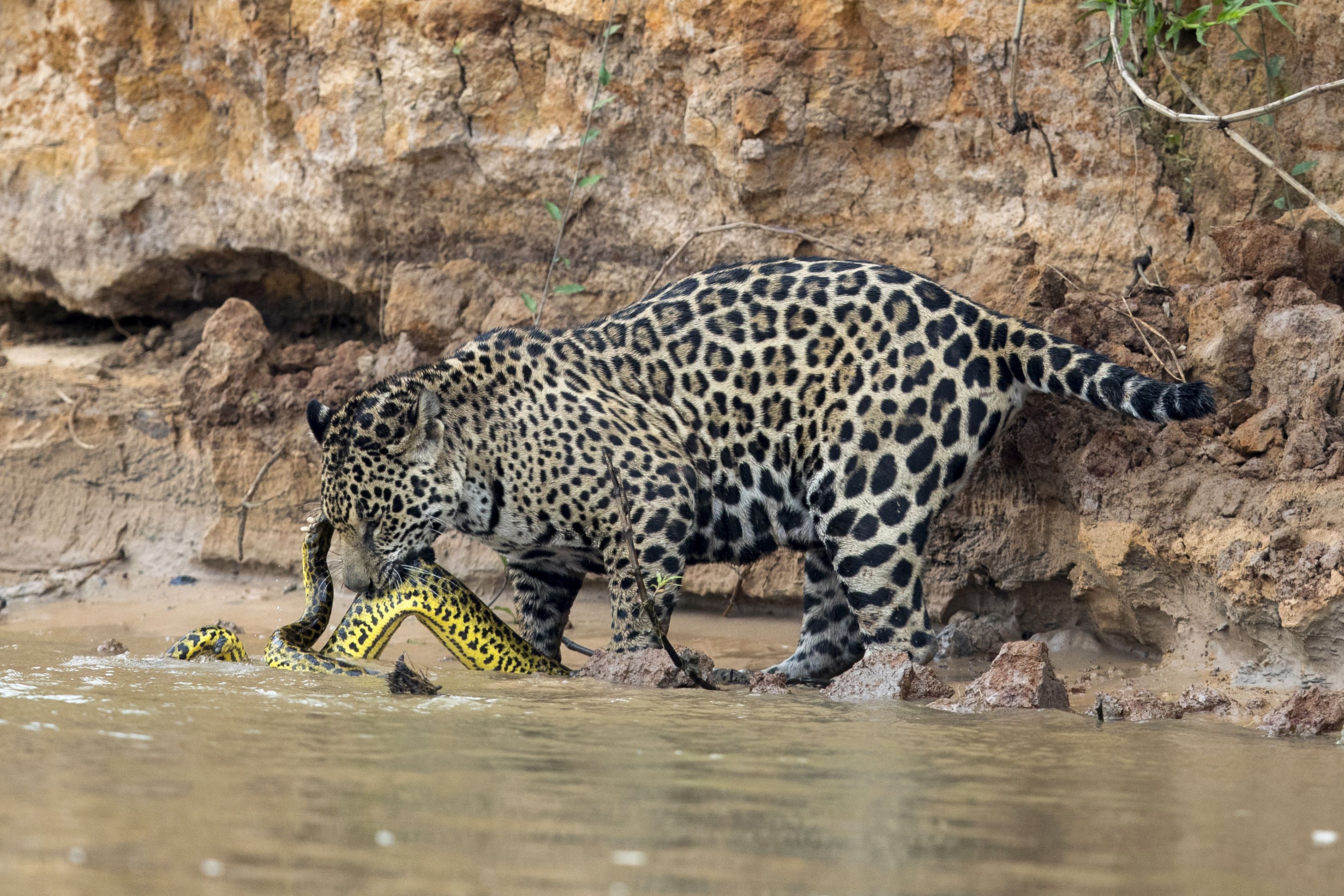 Rare Photos Capture Jaguar Hunting Anacondas In Brazil