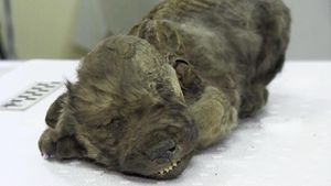 Schoolgirl Finds 41,000-Year-Old Mummified Lemming in Permafrost