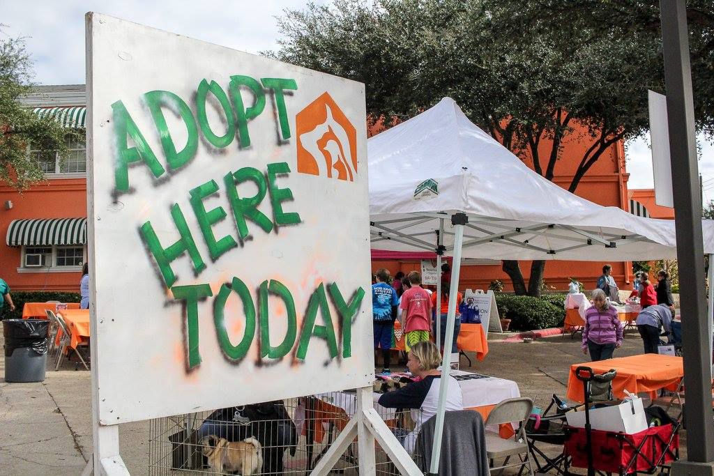 Dog About Town Make New Friends And Turkey Trot With Your Pooch