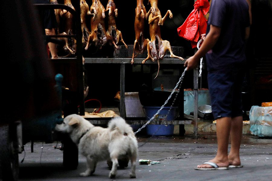 fESTIVAL CARNE DE PERRO CHINA