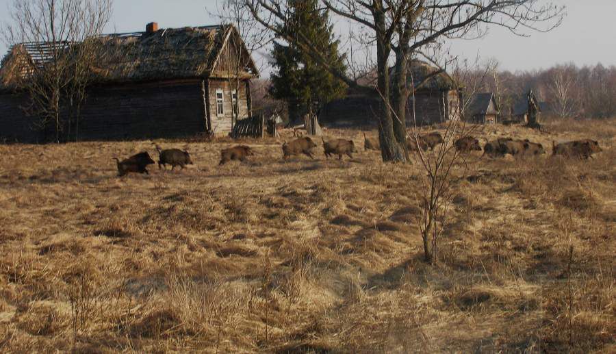 Wild-boar-in-former-village-Valeriy-Yurko-e1558109170921.jpg