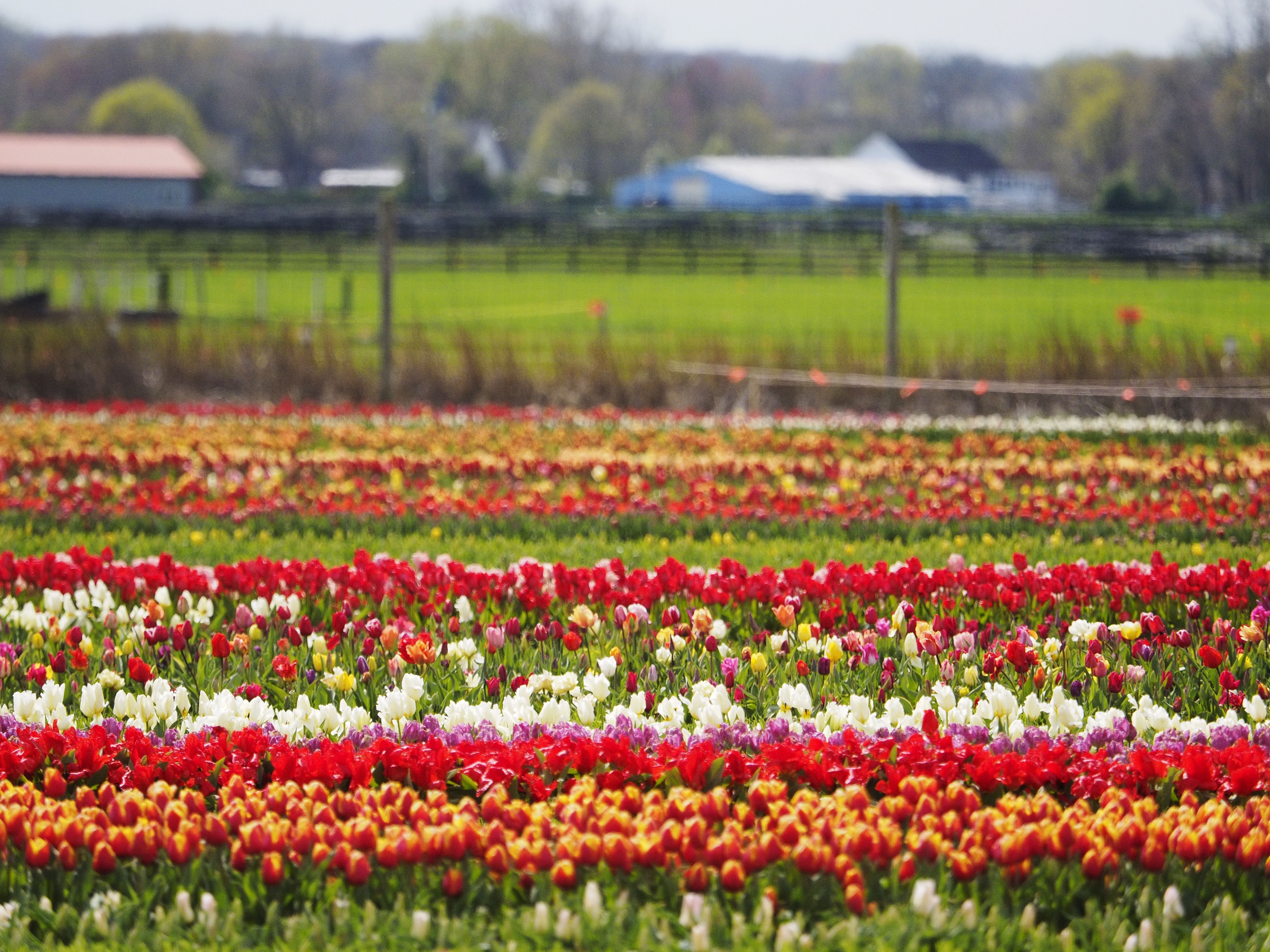 Lowering The Boom On This Spring S Bloom At Popular Garden State