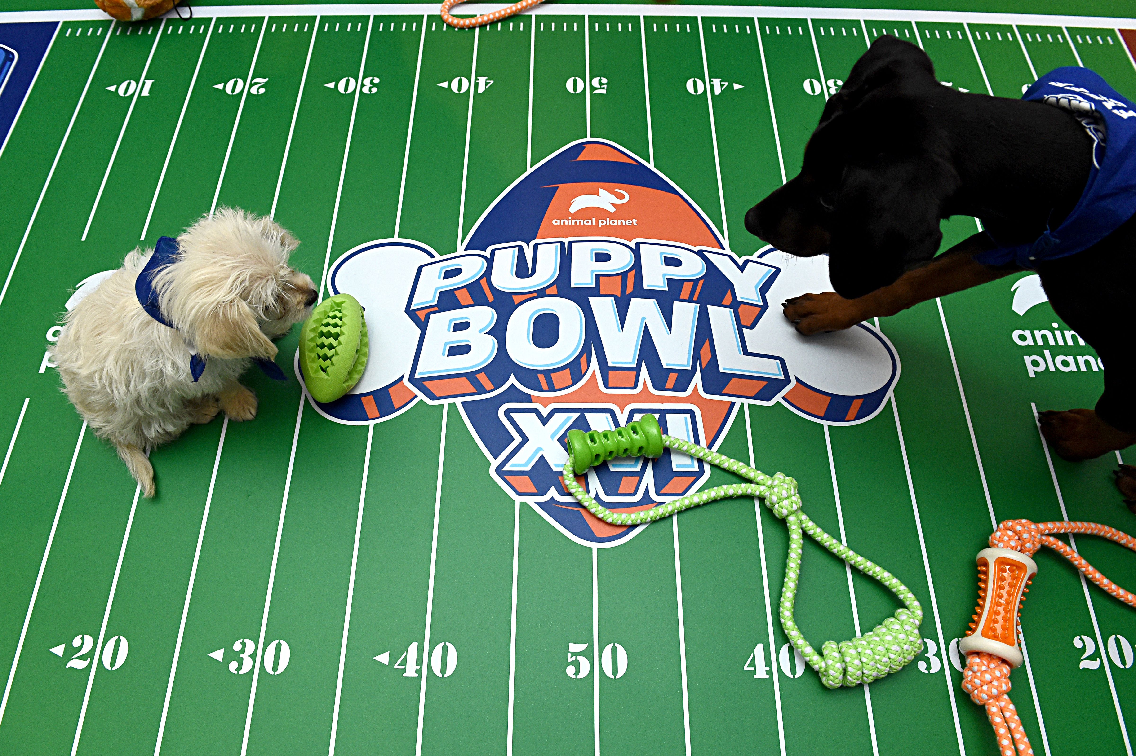 Puppy Bowl 2021: Live stream, start time, TV channel, full list of dogs,  how to watch Martha Stewart, Snoop Dogg host (Sun., Feb 7) 