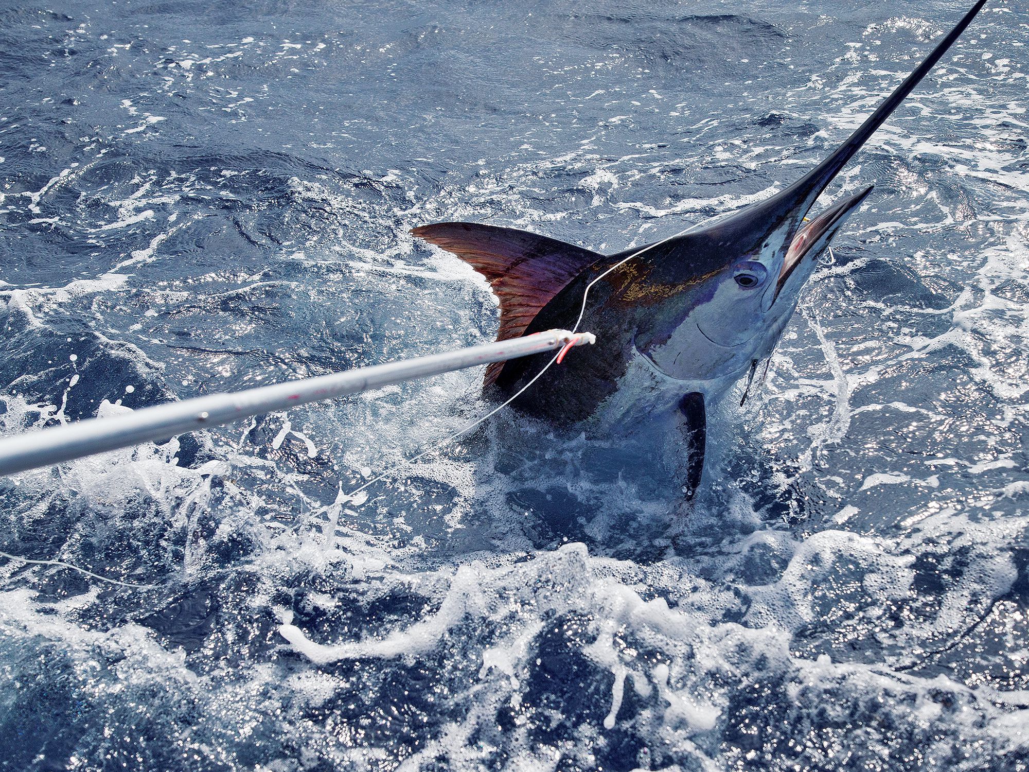 Blue Marlin Fishing In The Virgin Islands Marlin Magazine