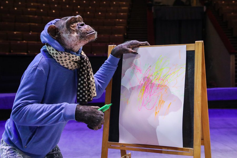 Chimpanzee Mickey draws picture at Great Moscow State Circus