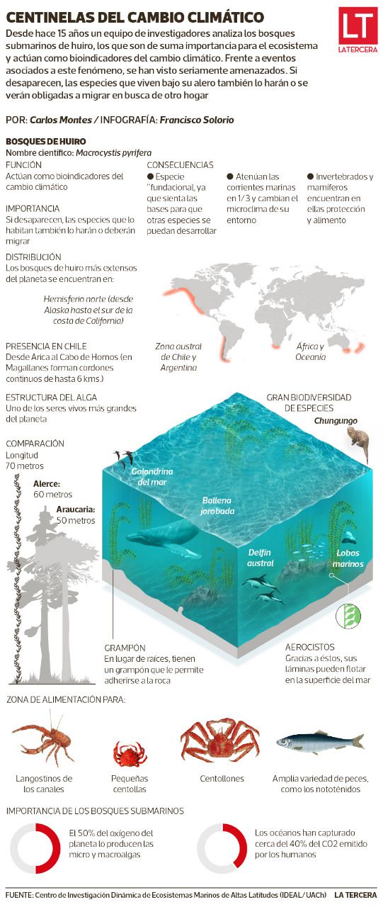 bosques submarinos