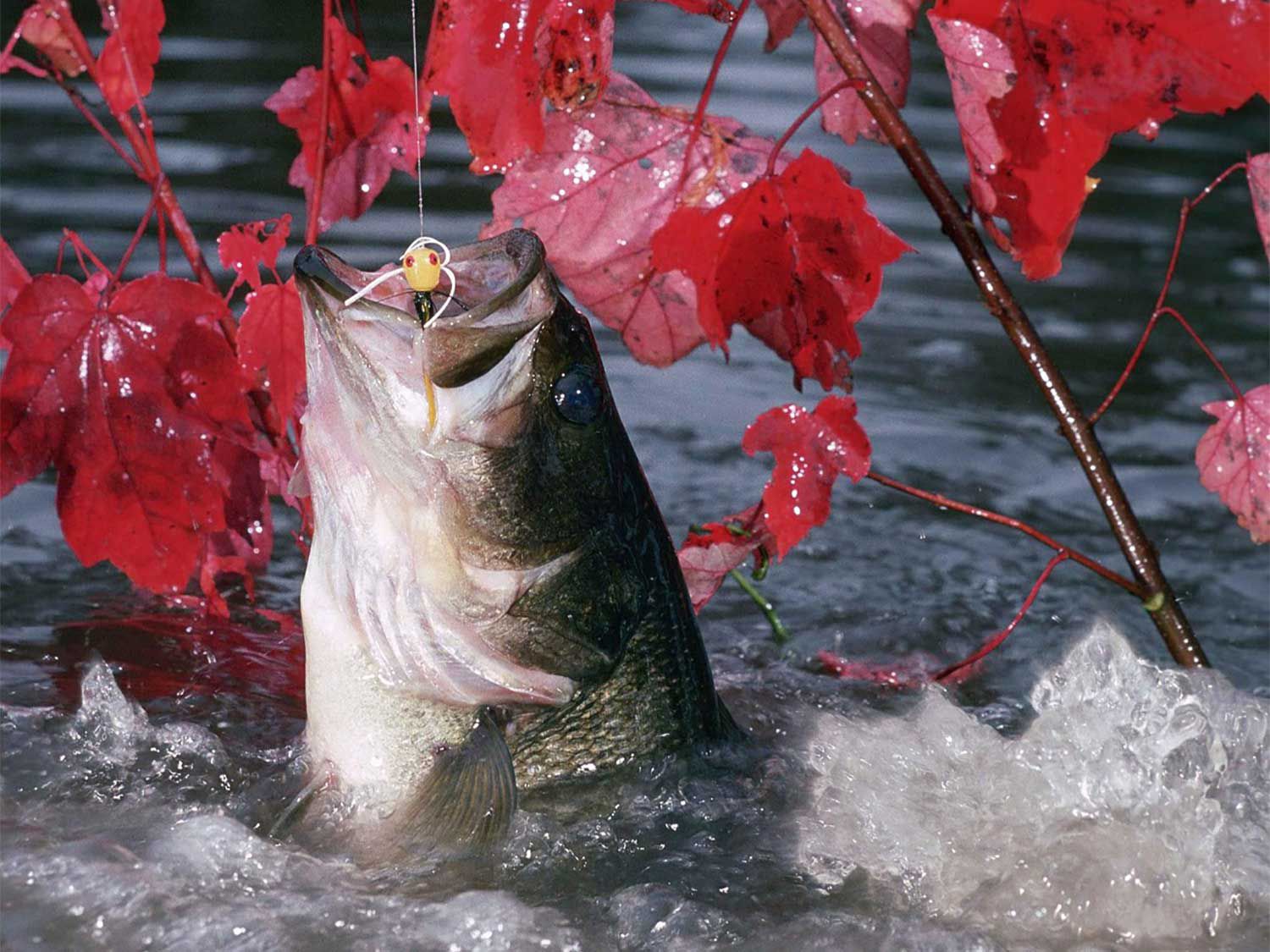 11 Bass Fishing Myths That Are Keeping You From Landing A