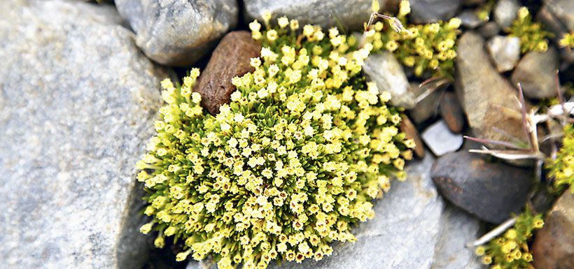 7El clavel antártico en su hábitat natural. Foto: Archivo