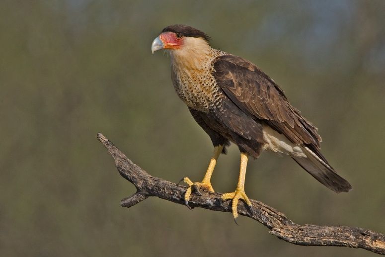 Caracara_cheriway_Roma_TX.jpg